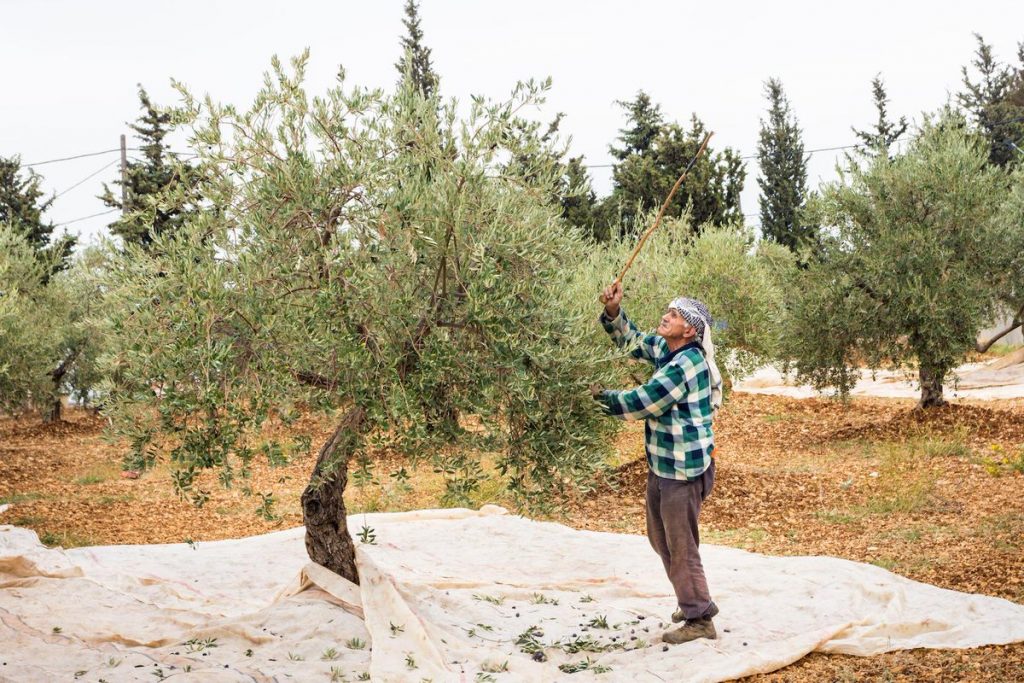 Un agricoltore libanese raccoglie le olive