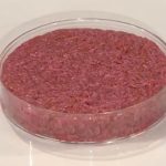 Il governo ha ritirato la notifica alla commissione europea del DDL sulla carne sintetica. Un esito ampiamente prevedibile per un provvedimento senza senso.