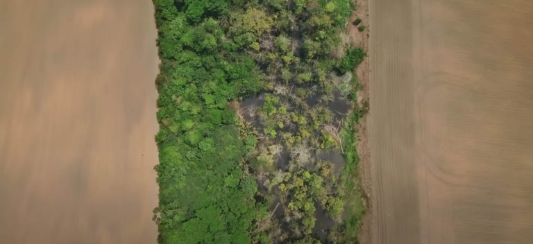 Una vista dall'alto dell'Amazzonia che mostra l'aumento della siccità e della desertificazione.