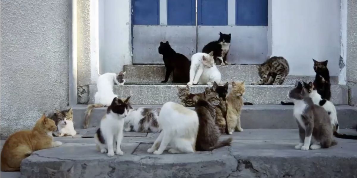 Nove gatti appollaiati su tre scalini. L'epidemia felina a Cipro è uno dei tanti esempi di virus ricombinanti che possono nascere in natura