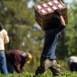 Alcuni lavoratori stranieri portano cassette di frutta in un campo