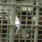 Alcuni palestinesi dietro le sbarre in un carcere israeliano