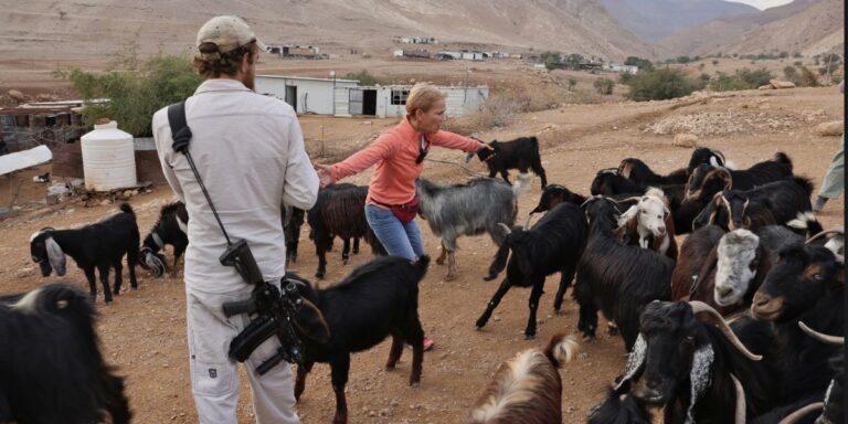 Una volontaria fa da scudo tra i coloni con le capre per evitare che si approprino delle terre degli abitanti palestinesi in Cisgiordania